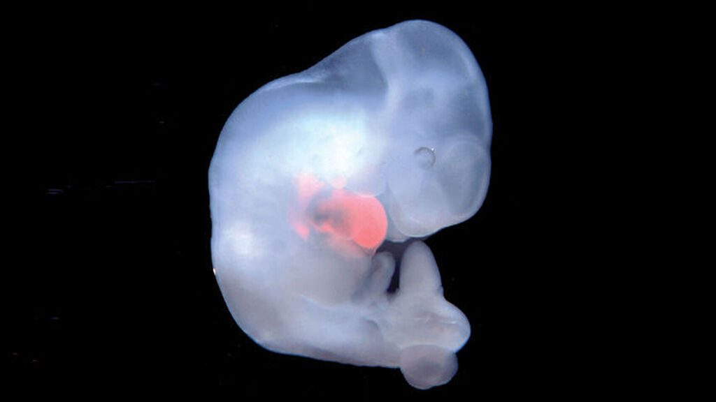 Polémico proyecto de embriones es aprobado en Japón