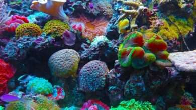 Advirten sobre os danos causados ​​polo cambio climático nos corais