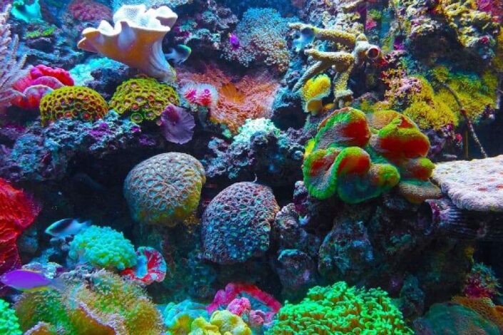 Advierten sobre el daño a los corales causados por el cambio climático