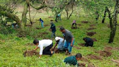Etiopía plantando árbores para combater o cambio climático
