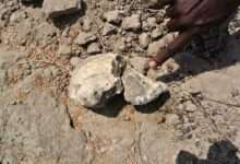 Descubren cráneo de fósil humano de millones de años