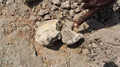 Cranio fósil humano de millóns de anos descuberto