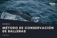 conservación de ballenas