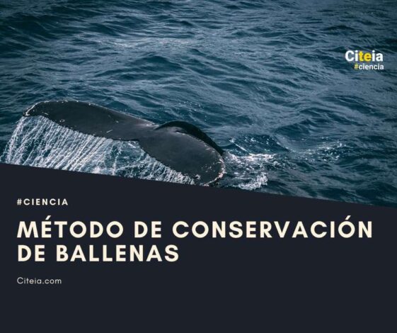 conservación de ballenas