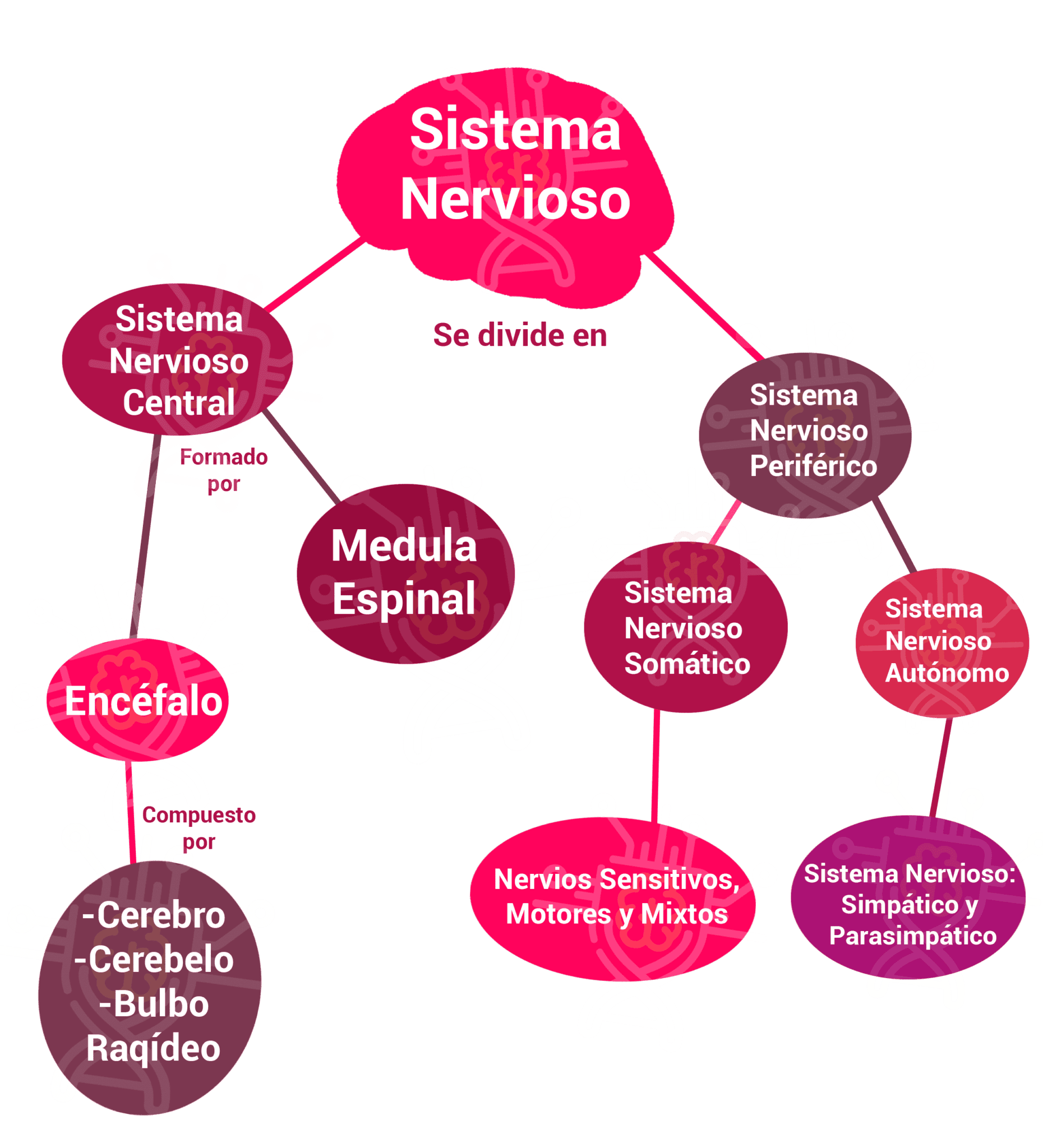 Arriba 101+ Foto Mapa Conceptual Del Sistema Nervioso Y Sus Funciones ...