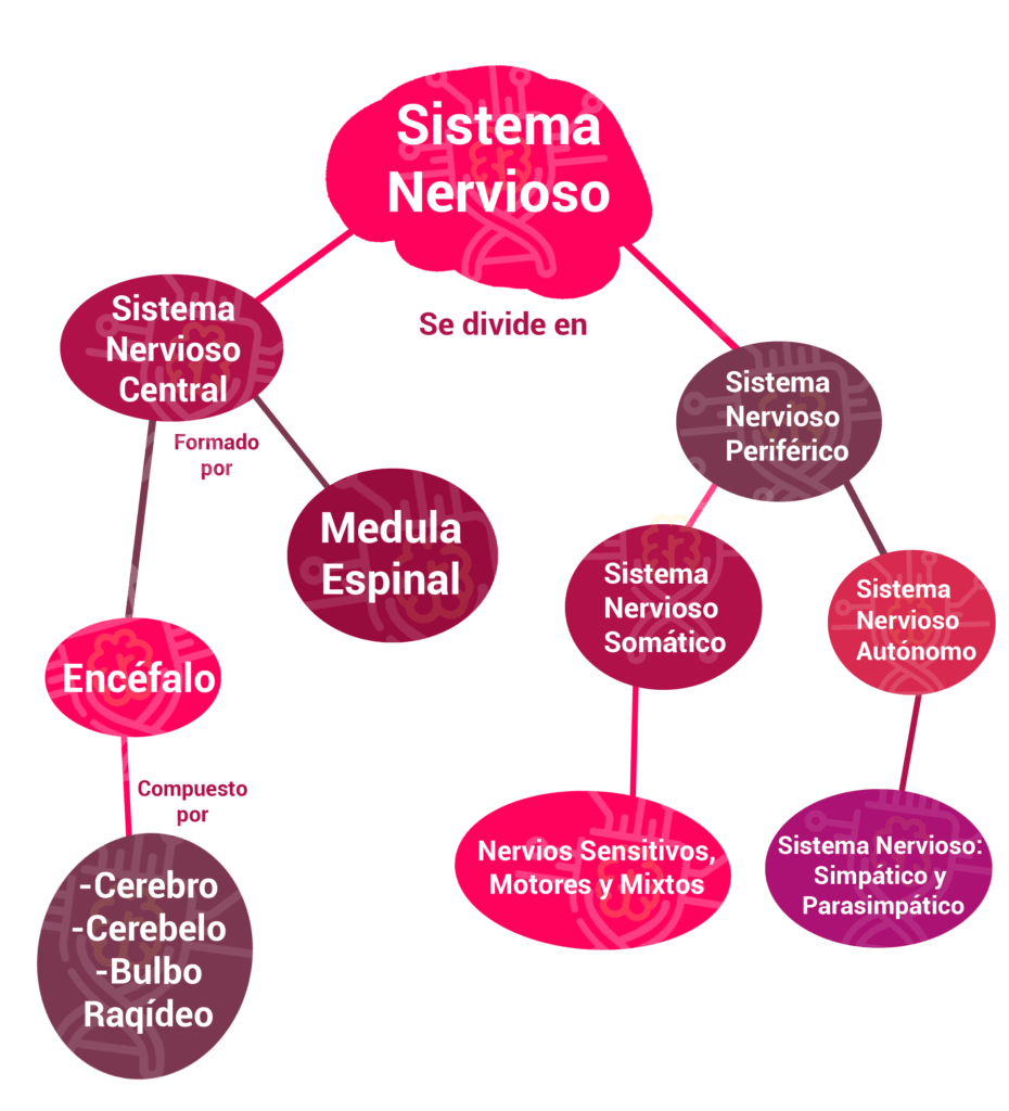 mapa conceptual do sistema nervioso