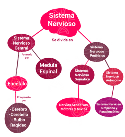 Mapa Conceptual Del Sistema Nervioso, Cómo Hacerlo [Rápido]