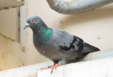 ahuyentar palomas