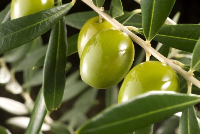 Otra fruta con O, el olivo