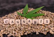 Descubre os diferentes tipos de cubertas de sementes de cannabis