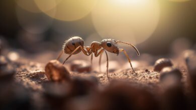 Consellos e claves para previr e eliminar as formigas da túa casa