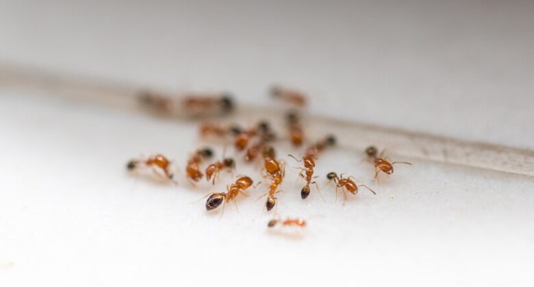 Conoce cómo prevenir y eliminar hormigas en tu casa