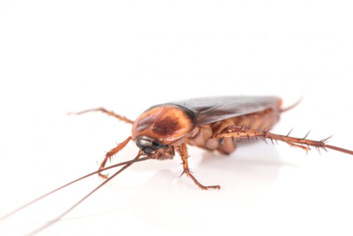 Consigli per evitare gli scarafaggi in casa.