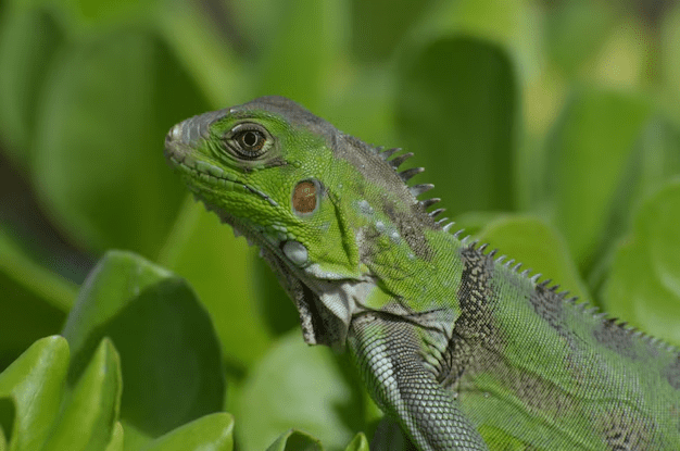 "Iguana" animales con la letra I