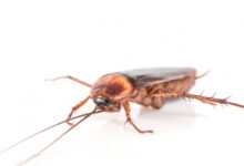 cucaracha
