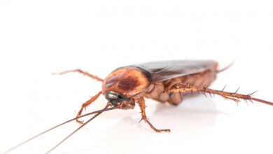 cucaracha